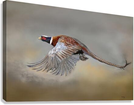 Pheasent Canvas Print