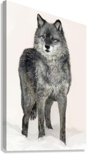 Grey Wolf  Canvas Print