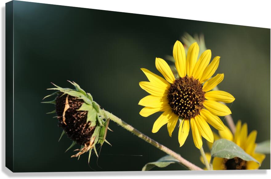 Sunflower v1 Canvas Print