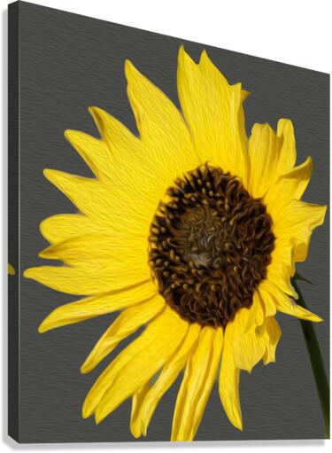 Sunflower Canvas Print