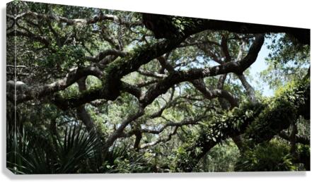 St.  Augustine old oak Canvas Print