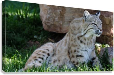 Bobcat Canvas Print