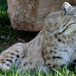 Bobcat