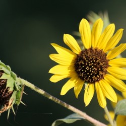 Sunflower v1