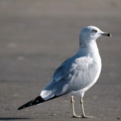 Seagull in Pierre South Dakota 