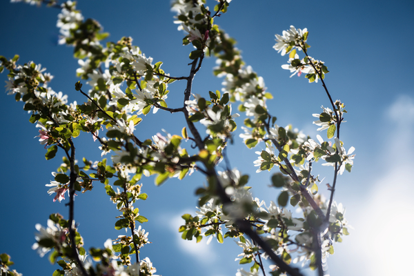 Dreaming of Spring by Jeret Lockhart