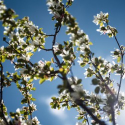 Dreaming of Spring