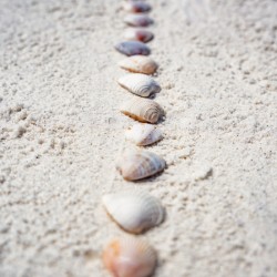 Shell Artistry