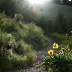 Spring Haven