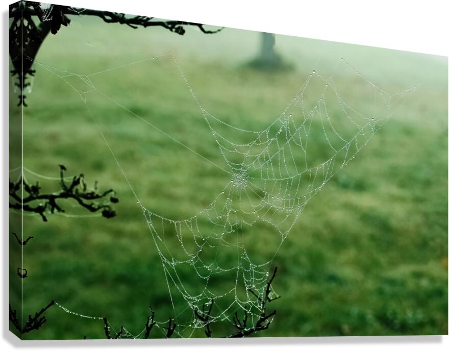 Dewy Spiderweb Canvas Print