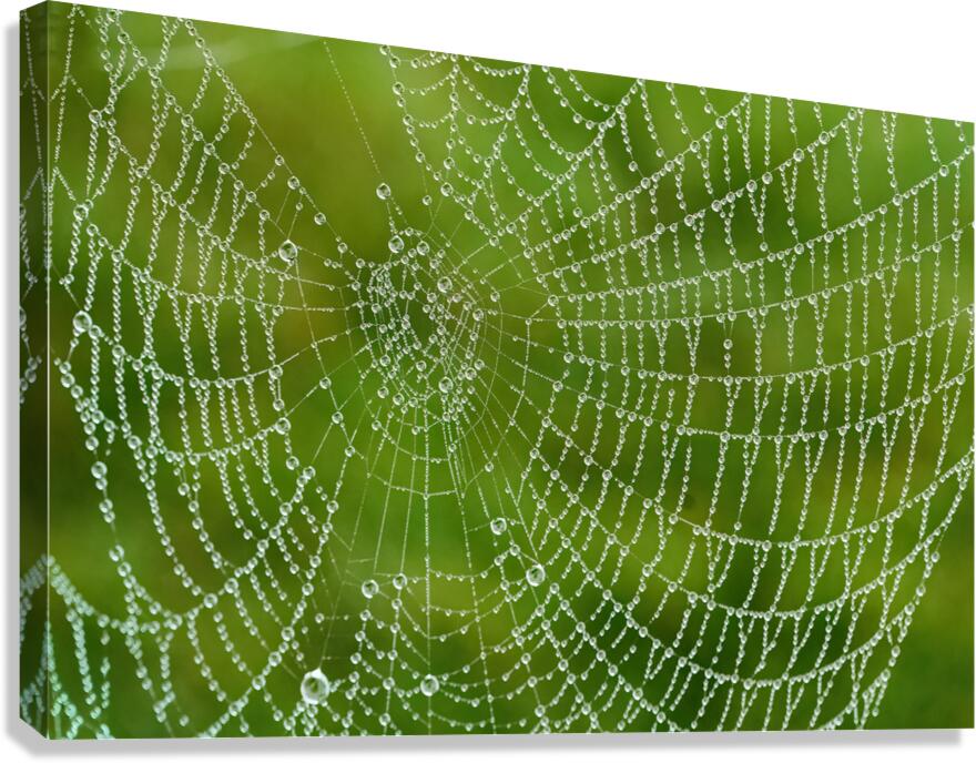 Dewy Spiderweb Canvas Print
