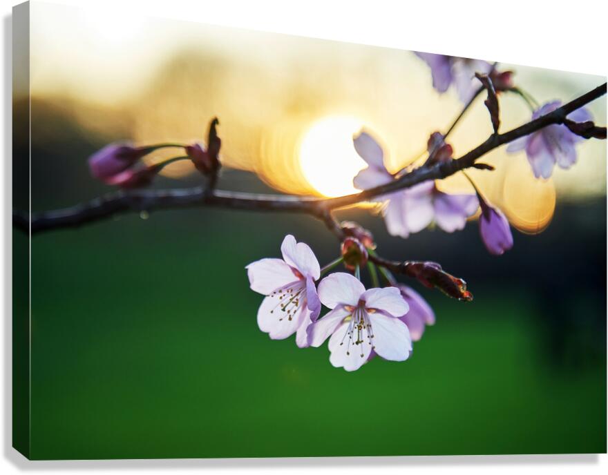 Sunset Blossoms Canvas Print