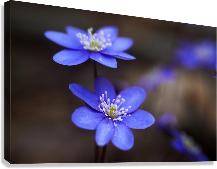 Spring Blossoms Canvas Print