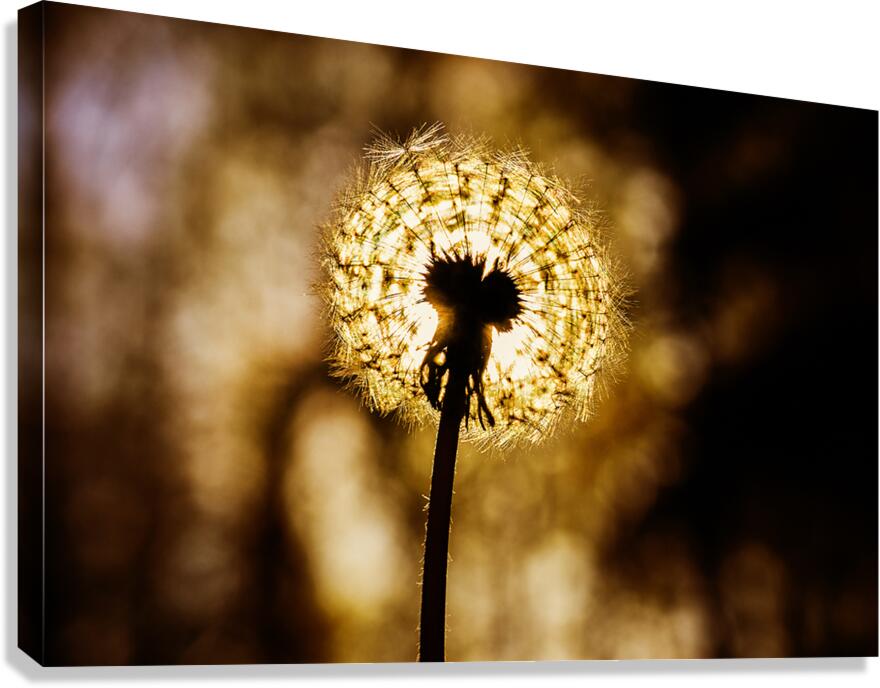 Dandelion at Sunset Canvas Print