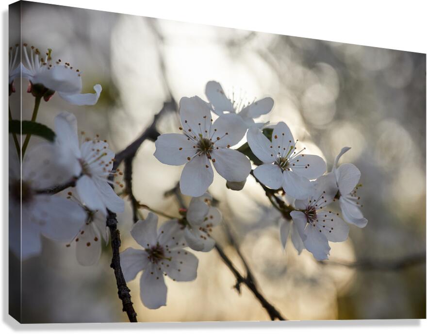 Spring Blossoms Canvas Print