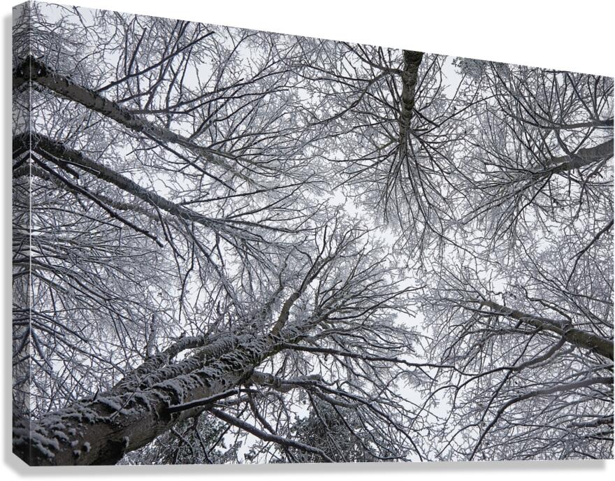 Winter Canopy Canvas Print