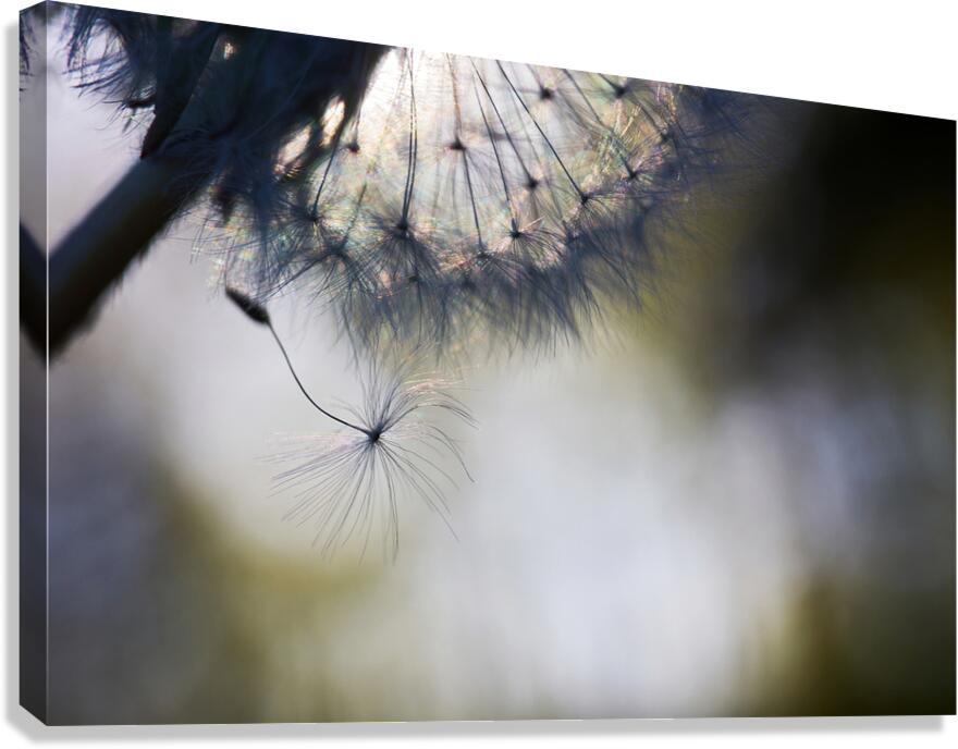 Dandelion Dream Canvas Print