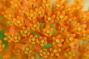  Butterfly Weed