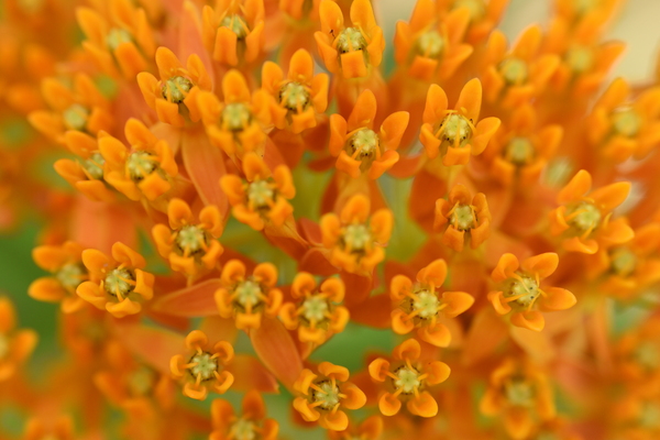  Butterfly Weed by Jakeszap