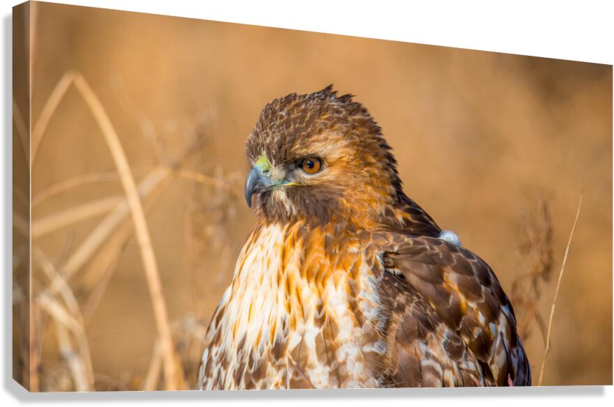 Red-Tailed Hawk  Canvas Print