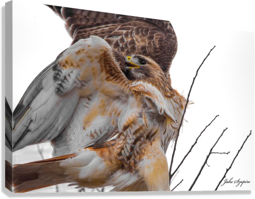 Red-Tailed Hawk Canvas Print