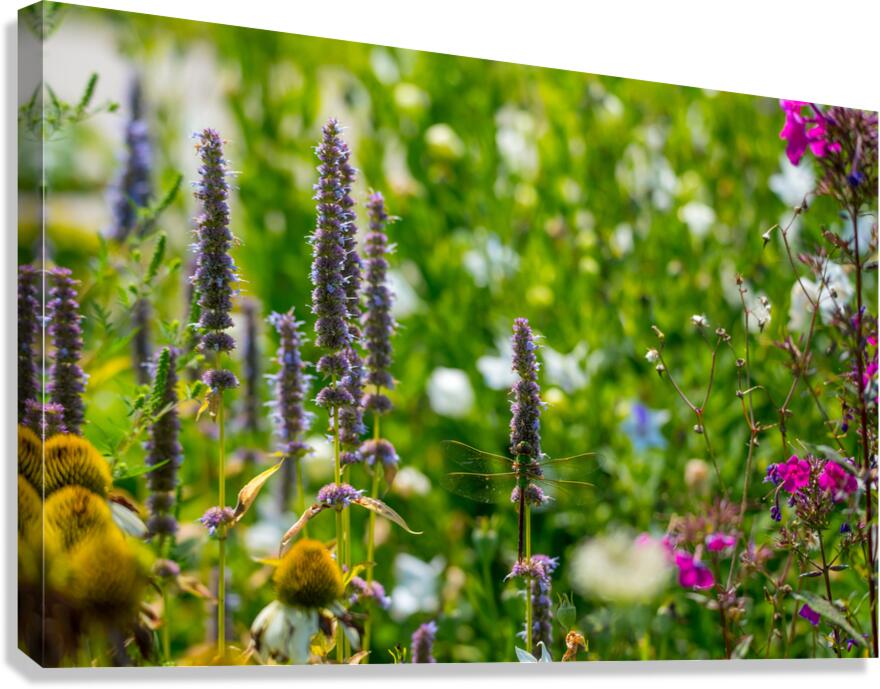 Common Green Darner  Canvas Print