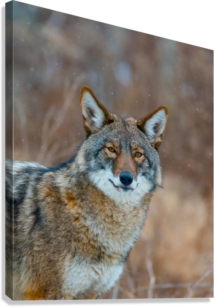 Coyote Canvas Print