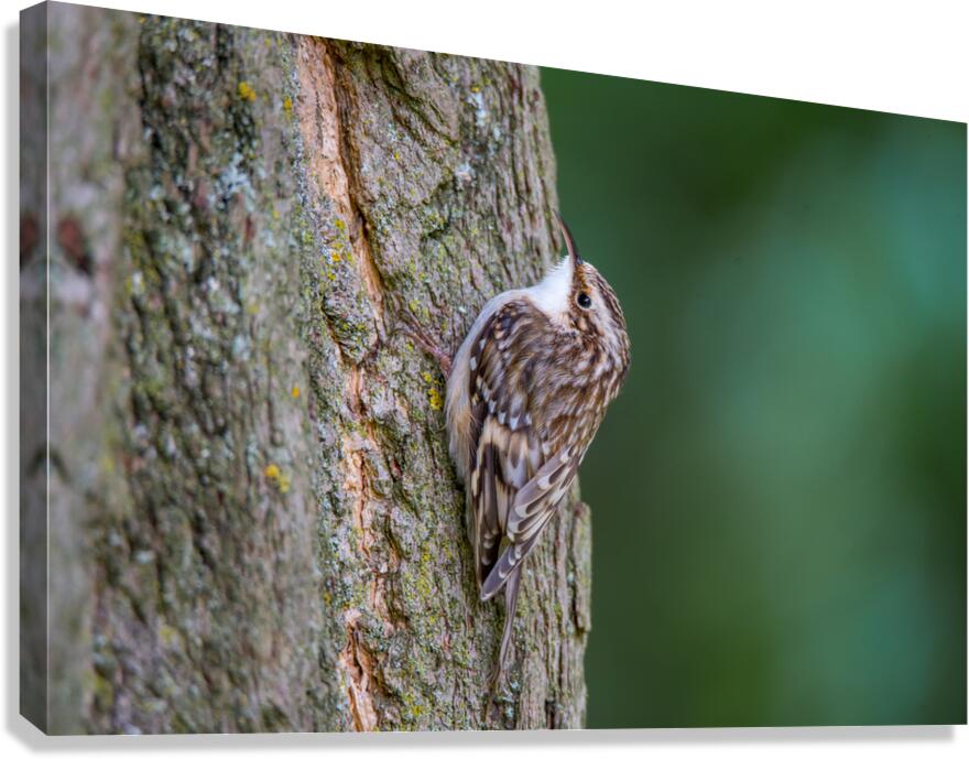 Brown Creeper  Canvas Print