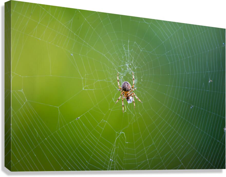 Orbweaver  Canvas Print