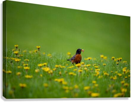 American Robin Canvas Print