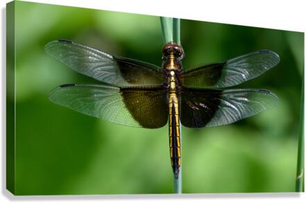 Widow Skimmer Canvas Print