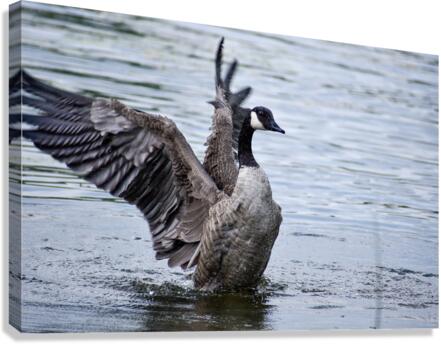 Canada Goose Canvas Print
