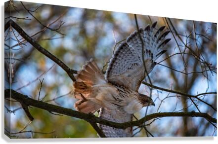 Red-Tailed Hawk  Canvas Print
