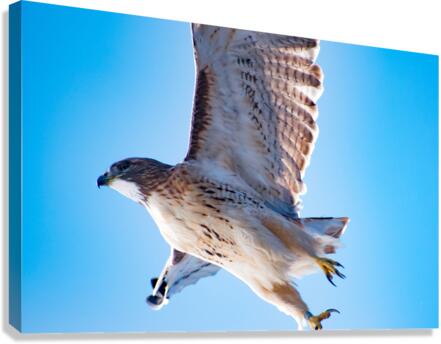 Red-Tailed Hawk  Canvas Print
