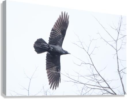 Common Raven  Canvas Print