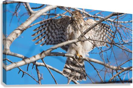Coopers Hawk  Canvas Print
