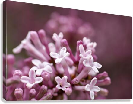 Lilac Canvas Print