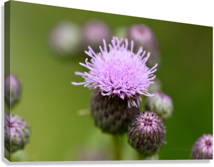 Thistle  Canvas Print