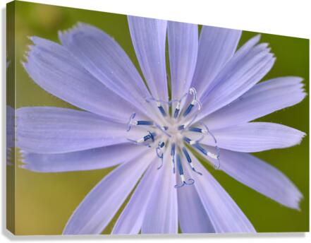 Chicory Canvas Print