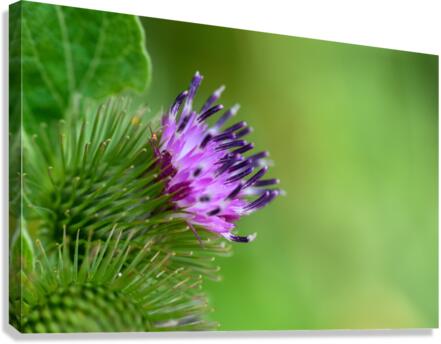 Thistle  Canvas Print