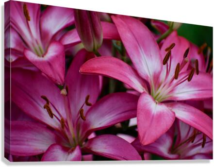 Lilium Canvas Print