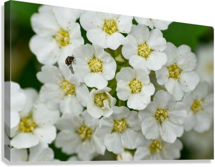 White Flowers  Canvas Print