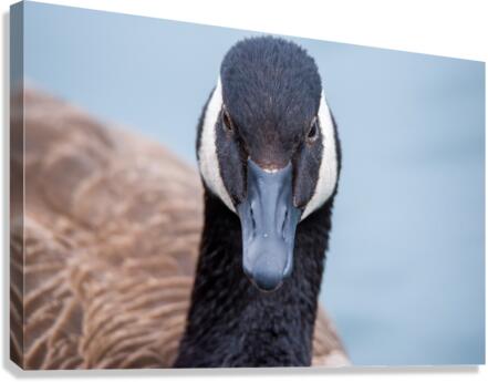 Canada Goose  Canvas Print