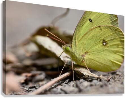 Clouded Sulphur  Canvas Print