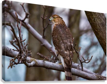 Coopers Hawk  Canvas Print