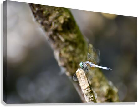Blue Dasher  Canvas Print