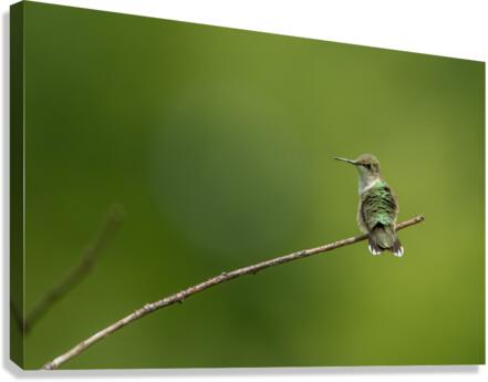Ruby-Throated Hummingbird  Canvas Print