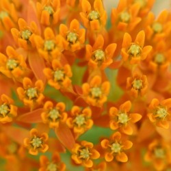  Butterfly Weed