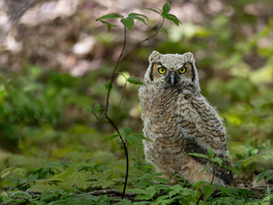 Juvenile