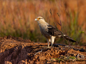 Caracara a tete jaune